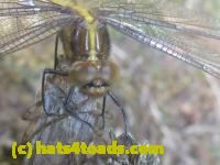 /home//u458753944/public_html/sourcegallery//Insects and small critters/dragonflies and damselflies/P1070474.JPG